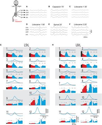Supraspinal Shaping of Adaptive Transitions in the State of Functional Connectivity Between Segmentally Distributed Dorsal Horn Neuronal Populations in Response to Nociception and Antinociception